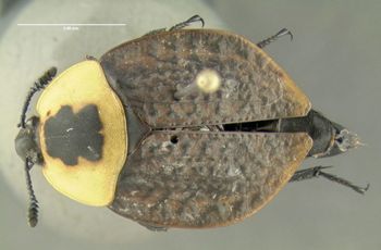 Media type: image;   Entomology 600888 Aspect: habitus dorsal view